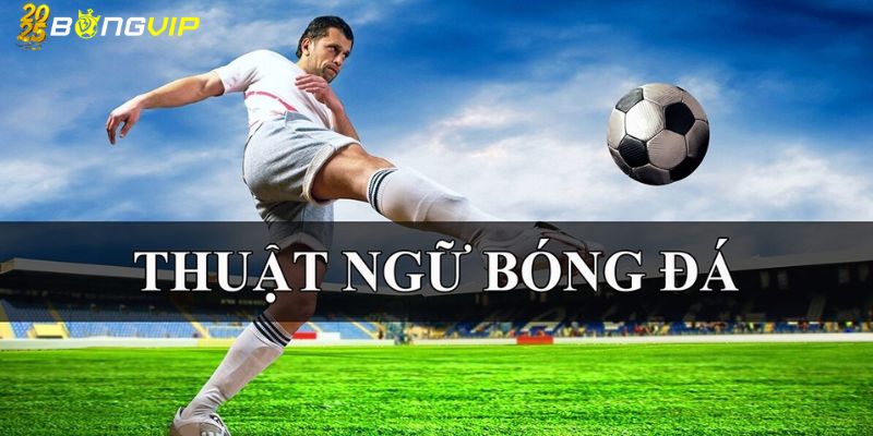 BongVip